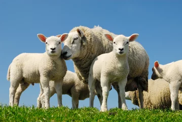 Papier Peint photo Lavable Moutons mouton au printemps