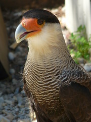 Rapaces14