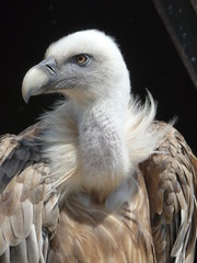 Rapaces11