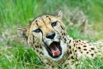 beautiful cheetah