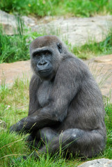 female gorilla