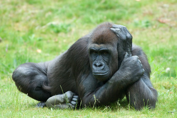 female gorilla