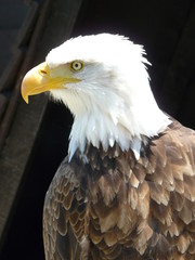 Rapaces6