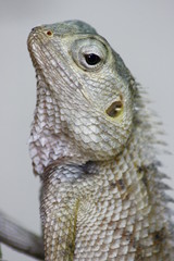 LEGUAN - MALEDIVEN - IGUANA - MALDIVES