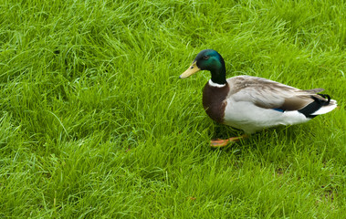 nice duck on the green grass, "colvert" FRANCE