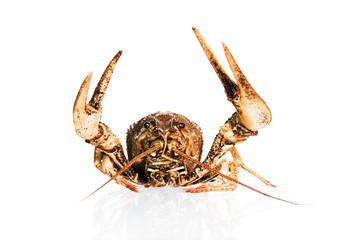 crayfish isolated on white background 