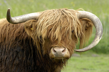 Schottisches Hochlandrind