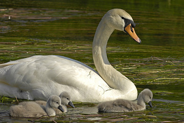 Schwanenfamilie