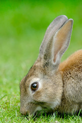 Naklejka na ściany i meble Europejski Rabbit (Oryctolagus cuniculus). Europejski Rabbit bec