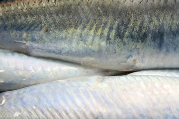 Fischhaut