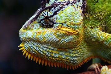 chamaeleon