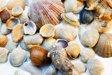 Background from cockleshells