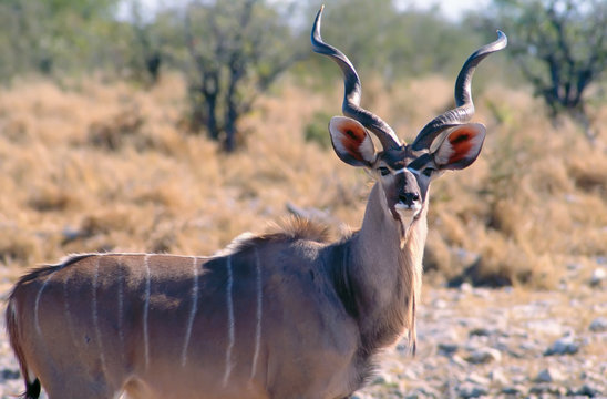 koudou male  du parc national d'Etosha en Namibie