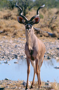koudou male  du parc national d'Etosha en Namibie