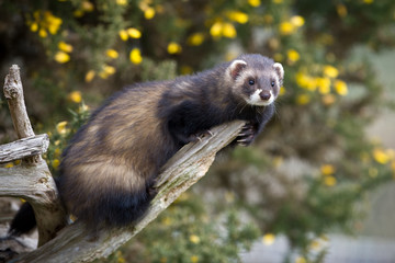 Polecat climbing on a branch