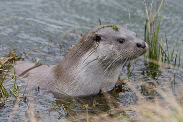Otter swimming amongst the weeds