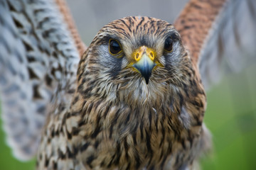 Kestrel coming in to land
