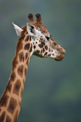 Close up of african giraffe