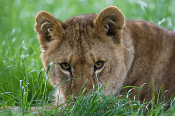 Lion stalking in the grass