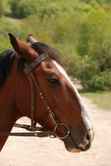 Horse brown color