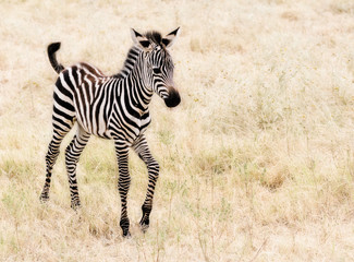 An adorable baby Zebra walking.