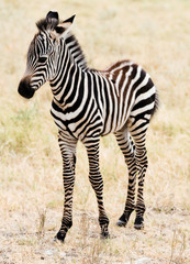 An adorable baby Zebra stading.