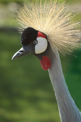 Fototapeta premium African Bird