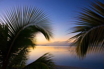 Coconut trees on moorea in south seas at sunset - obrazy, fototapety, plakaty