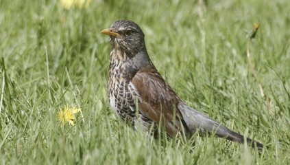 Fieldfare in the grass