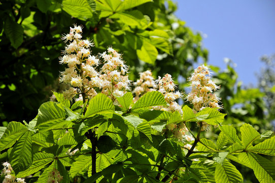 Kastanienbaum - Blumen