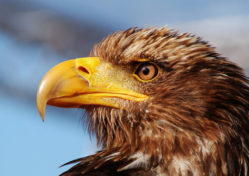 Adler