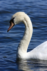Swan