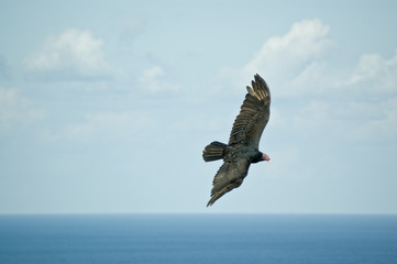turkey vulture