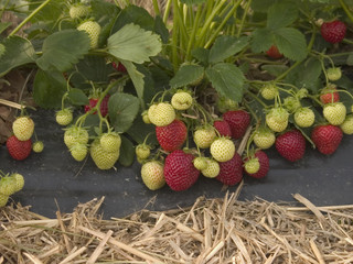 strawberries 