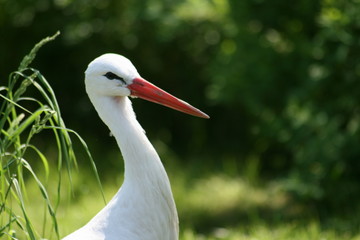 Storch am Schilfrohr 