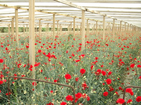 champs d'oeillets rouge en Cr&egrave;te
