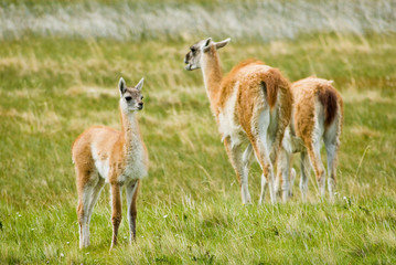 Guanaco, Torres Del Paine, Chile
