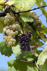 Weintrauben an der Weinrebe