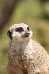 Erdmännchen