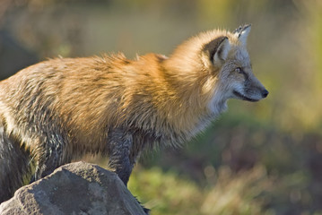 Red fox