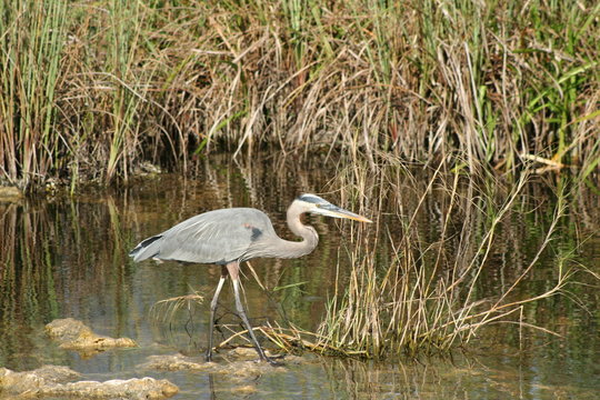 Heron cendr&eacute; dans le parc des Everglades - Floride