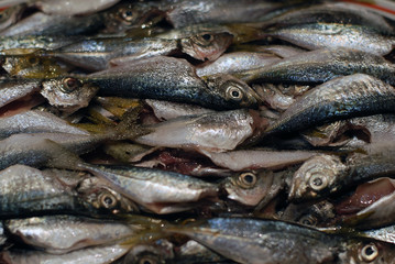 Fresh Horse Mackerel Fish