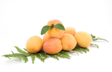fruit