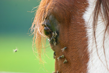Pferd - Fliegen schwirren ums Auge