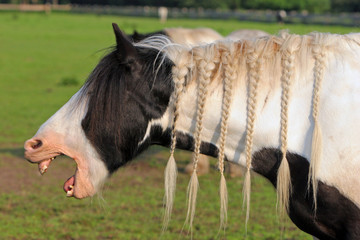 Pferd - Gähnen