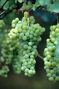 grappolo di uva