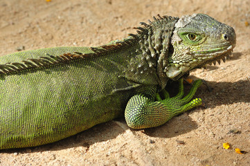 Thailand; view of a lizard