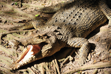 Nature; view of a crocodille