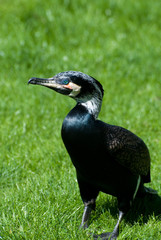 bird