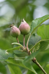 pommes,pomme,arbre,pommier
